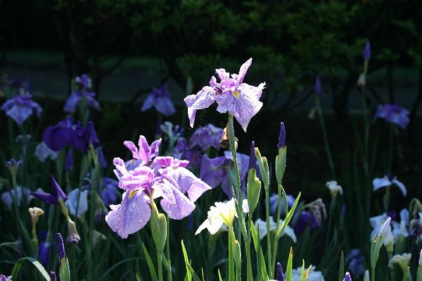 花菖蒲