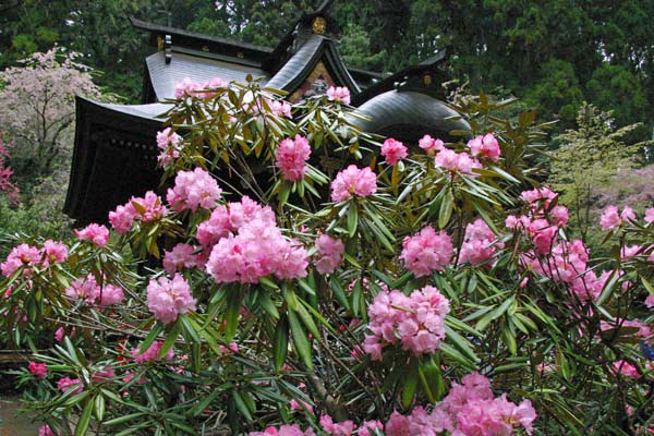 花園神社のシャクナゲ