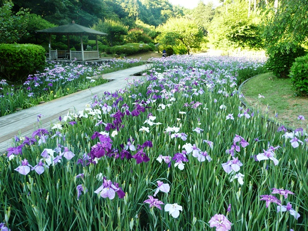 桃源の花菖蒲
