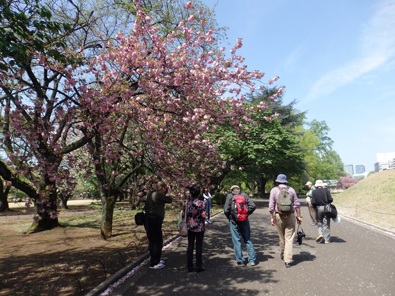 桜の下の友