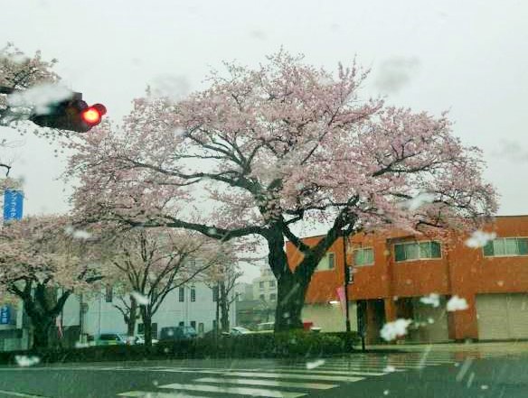 雪さくら