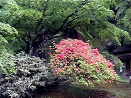 つつじ