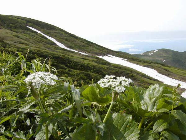 鳥海山のハクサンボウフウ