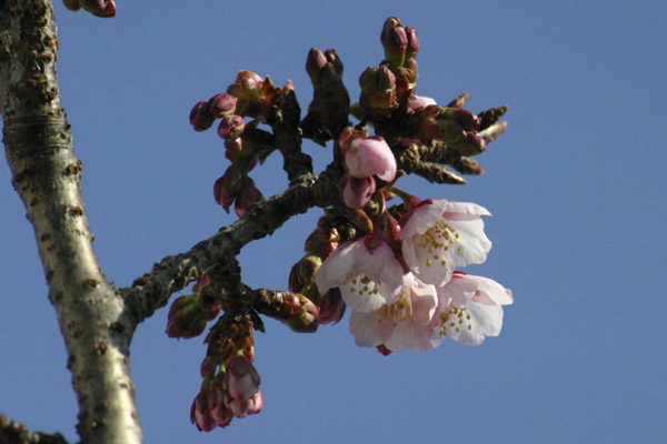 日立紅寒桜 