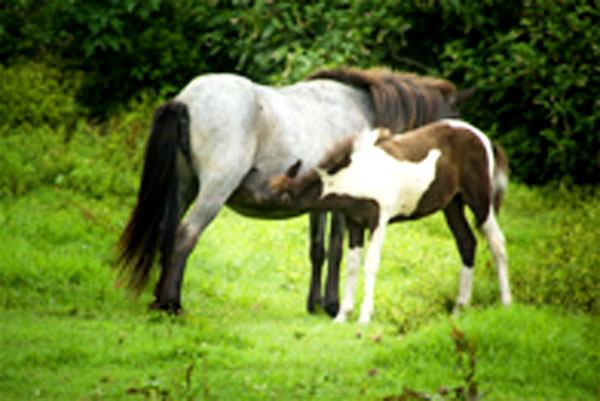 小川牧場の馬の親子