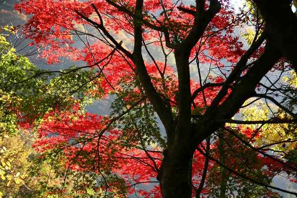 花園渓谷
