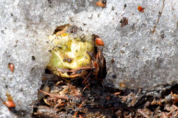 雪解けの蕗の薹