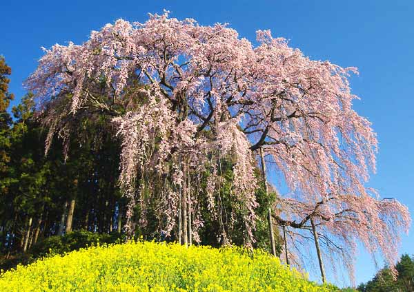 合戦場の桜