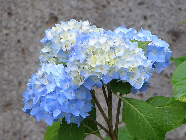 泉が森公園のアジサイ
