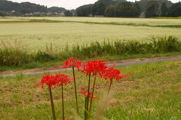 蕎麦畑と彼岸花