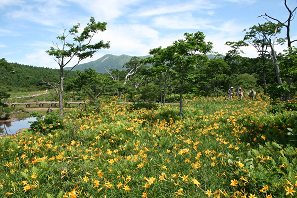 沼原湿原