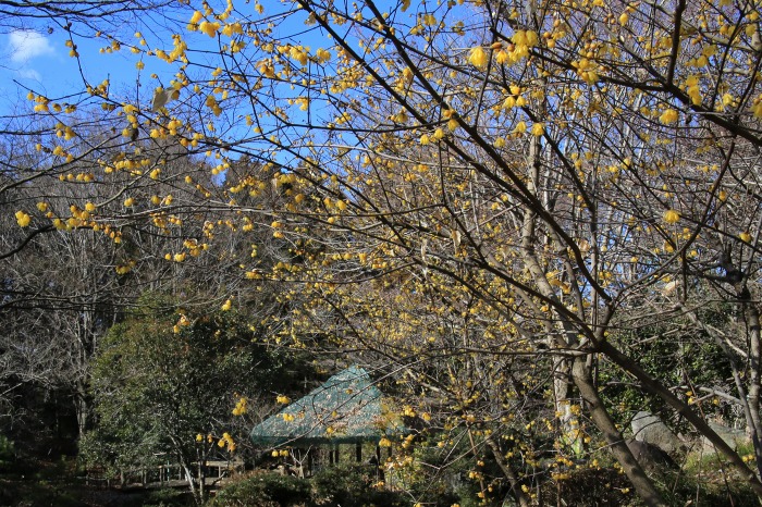 蝋梅（ロウバイ）の咲く風景