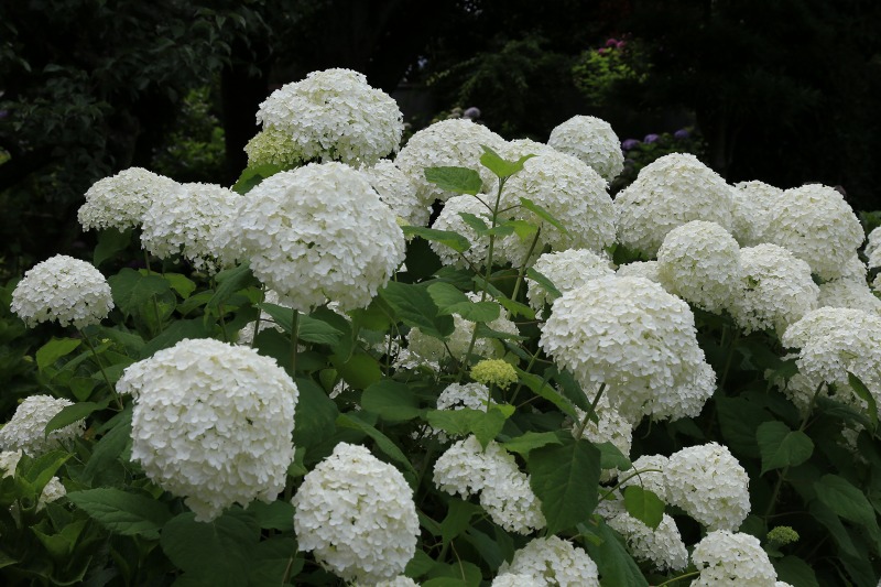紫陽花 ”アナベル”