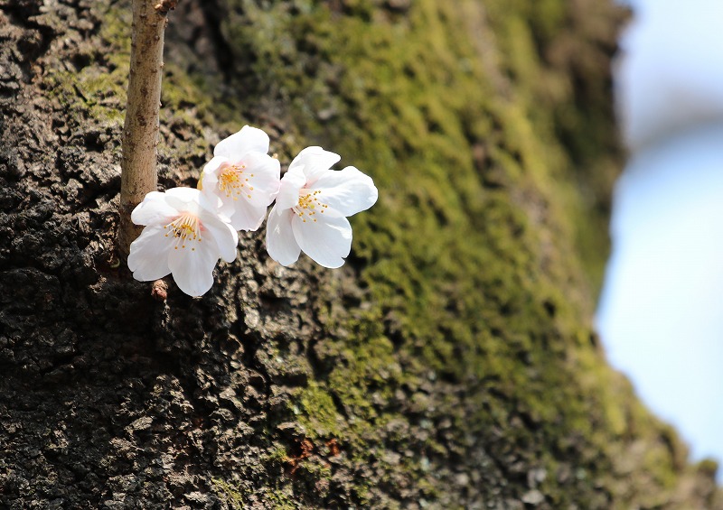 古桜の三姉妹