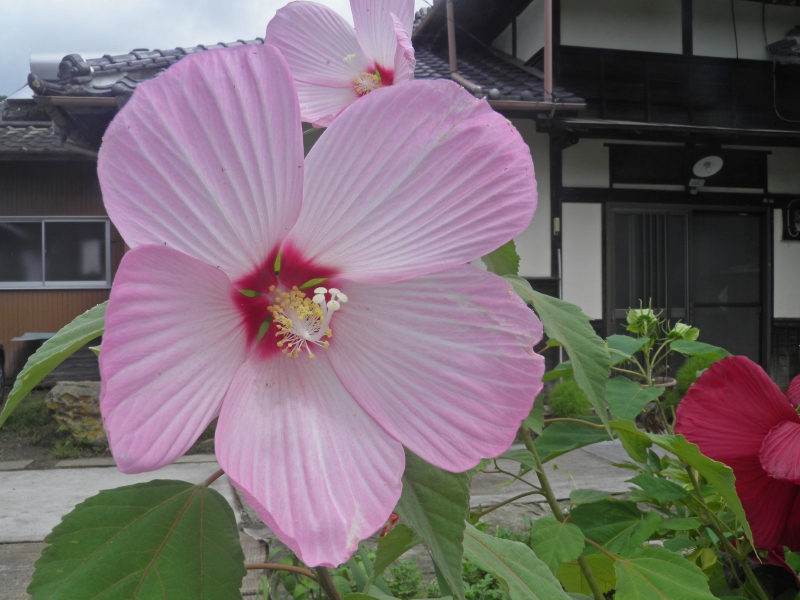 庭先の彩り