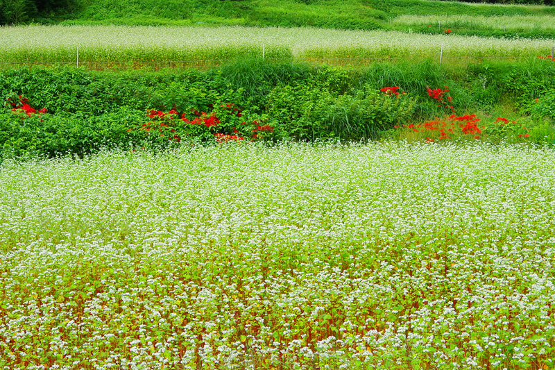 常陸秋そばの花
