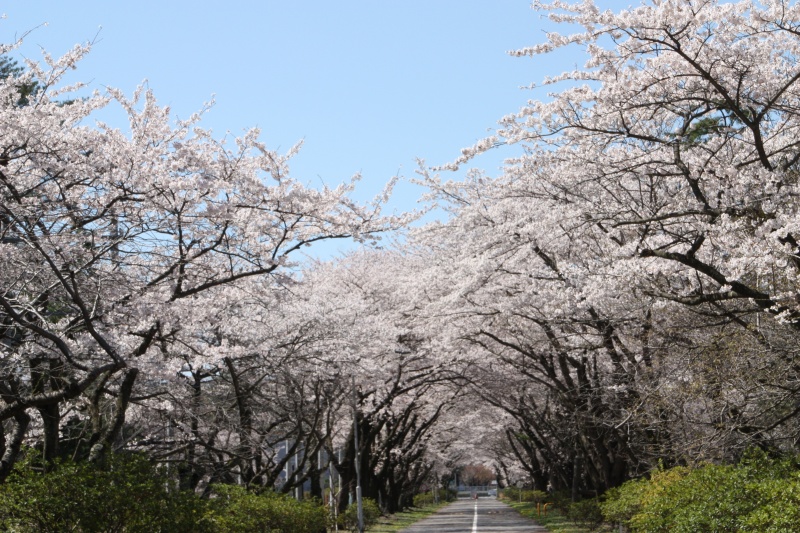 桜のトンネル